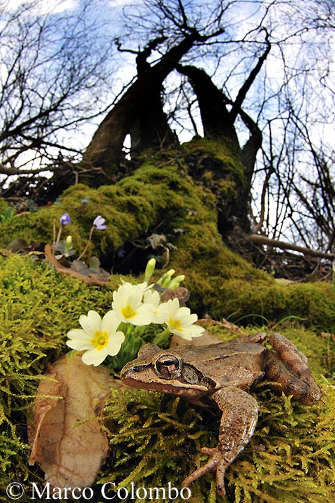 Rana dalmatina